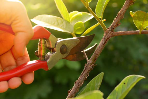 How Our Tree Care Process Works  in  Combee Settlement, FL